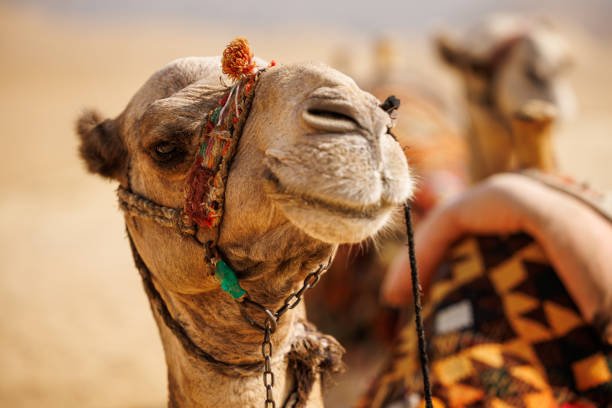 close-up of a dromedary in the desert.