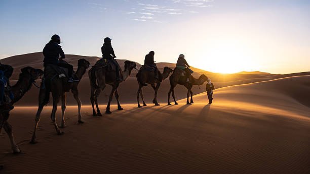 Tourists ride atop camels, linked together in a line as a local bedouin, in traditional clothes leads them towards the sunset. The sun sinks below the Sahara Desert dunes as blows in the wind, staying close to the surface giving a smooth, solid appearance. This scene is near Merzouga , Morocco. The blowing wind is creating a smooth surface to the dunes and the sun hitting the low, blowing sand adds a surface level glow> As the sun goes down, the tourists benefit from their warmer clothing. The camels and riders are mostly seen in silhouette.