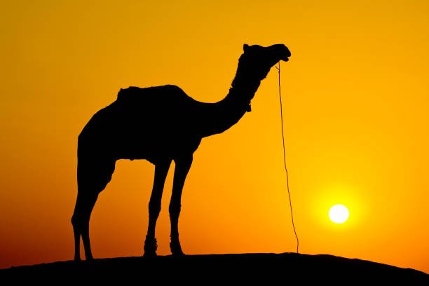 2-Day Tunisian Sahara Camel Trek