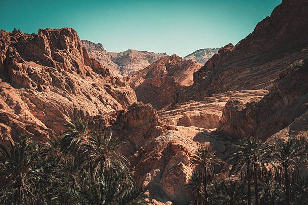 A stunning wide-angle shot of the Chebika Oasis in the Atlas Mountains of Tunisia, showcasing the stark contrast between the lush green of the palm trees in the foreground and the towering, arid, reddish-brown rock formations of the canyon walls above. The deep gorge opens up to a bright, turquoise sky, highlighting the extreme geological features and the resilience of the vegetation sustained by the oasis. The image captures the unique landscape of this North African mountain oasis, evoking themes of exploration, refuge, desert life, and natural wonder.